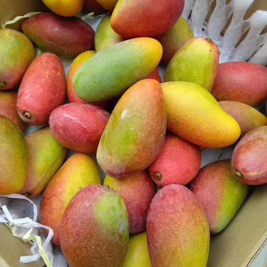 海南桂香芒 树上熟,香甜可口,核薄 皮薄 收到即食,口感细腻香甜