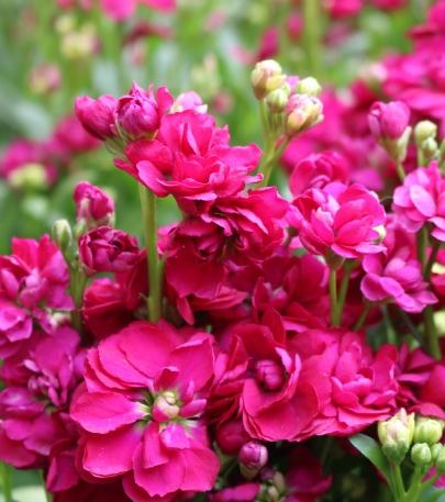 国产紫罗兰玫红色运输花瓣易损易掉下部会有挤压介意者慎购