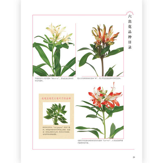 花图鉴421种人气花艺素材图解 插花书籍教程入门 花艺素材大全 商品图3