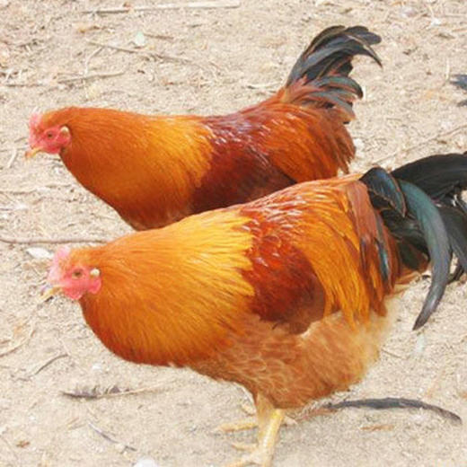 戥（děng）鸡 阉鸡 商品图1