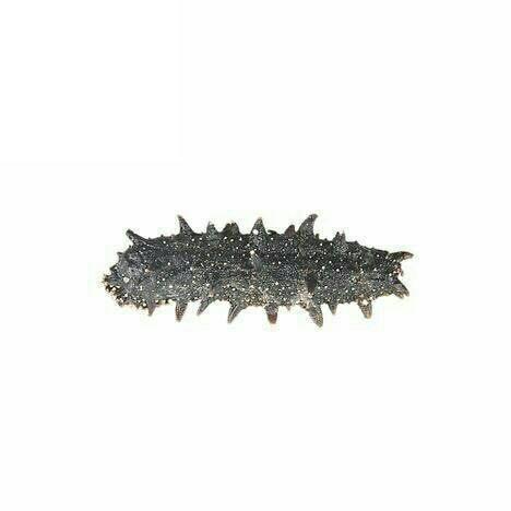 大连淡干海参【250克】 商品图3