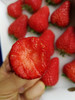 第7年＃有机基地丹东红颜久久，国内仅有的出口有机种植基地，新加坡同步上架，色泽艳丽，口感清甜，草莓味浓郁，优秀的草莓 商品缩略图4
