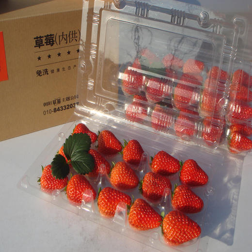 绿色免洗草莓精品2号