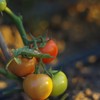 生态西红柿 | 绿家自产 * Eco-tomato | In-House Production 商品缩略图3