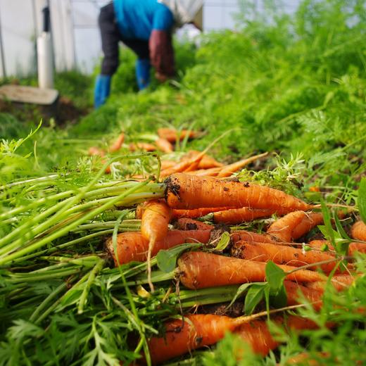 生态胡萝卜 | 绿家自产* ecological carrot | Self-production 商品图3