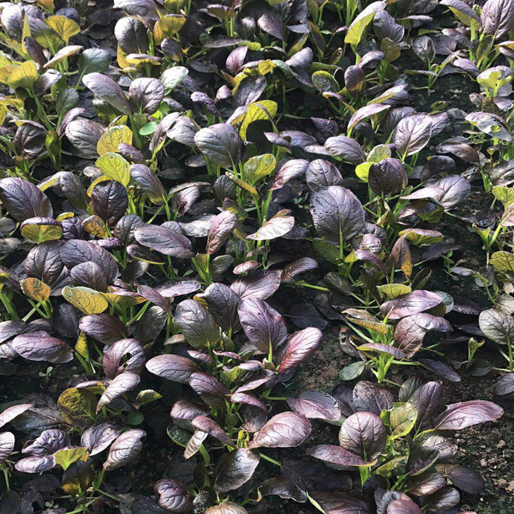 自然农耕种植的紫油菜