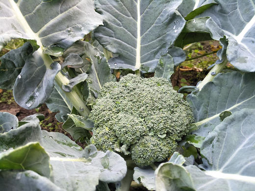 西兰花 300g 商品图2