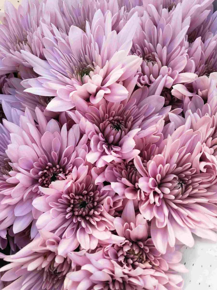 小雏菊粉丹特鲜花云南昆明花卉基地直供直邮无滤镜