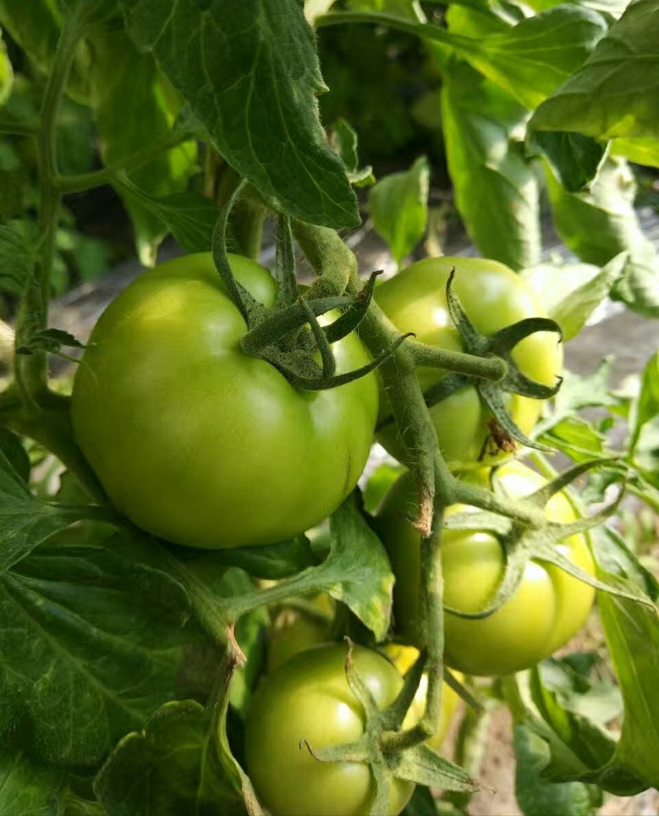 自然农耕种植的西红柿