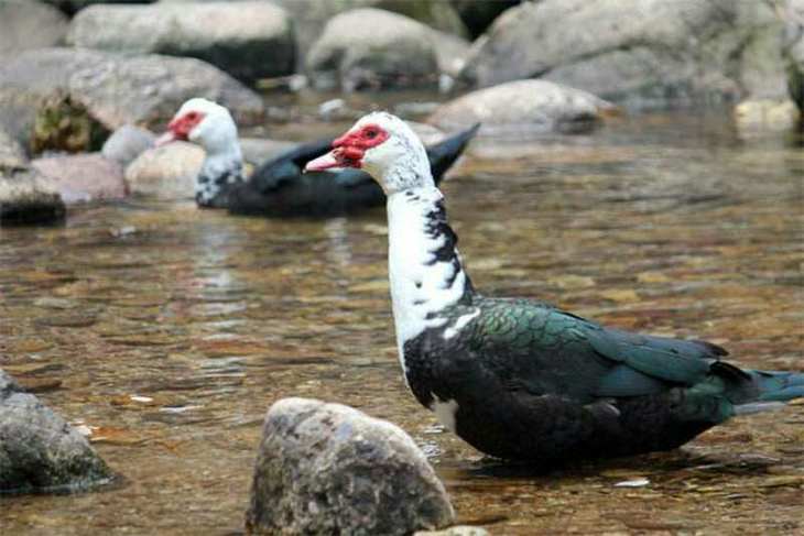 闽清全番鸭冷链包邮 买1只送1斤红米(隔天发货)