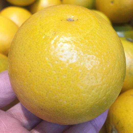 【台湾柳丁橙】