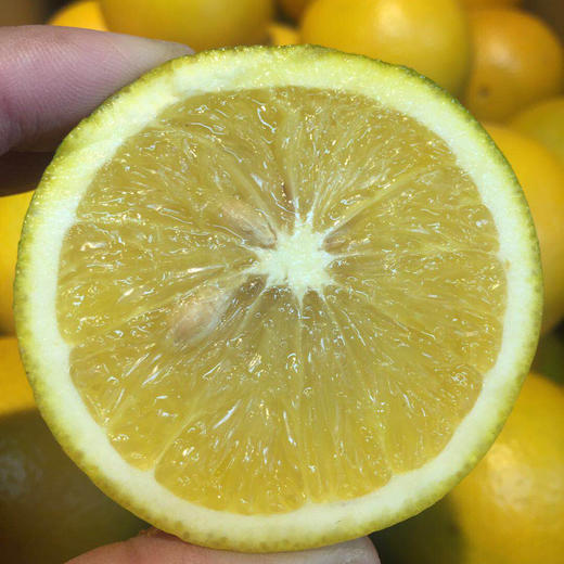 【台湾柳丁橙】