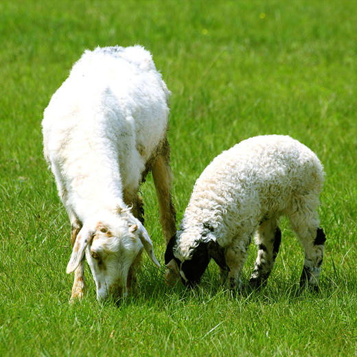 蒙羊羊羊肉卷内蒙古直发苏尼特羊肉不膻不腻25千克顺丰包邮