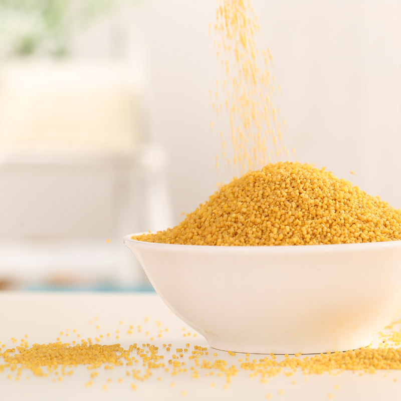 小米大金苗优质黄小米营养丰富颗粒饱满