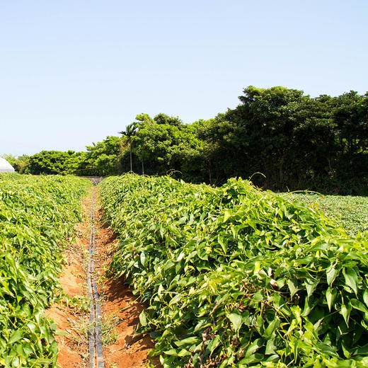 彩虹雨 北京 新鲜蔬菜 有机铁棍山药500g 京津冀满百包邮 商品图2