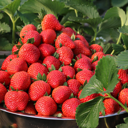 【春节不打烊】无锡杨氏草莓 红颜奶油草莓  顺丰包邮 商品图1