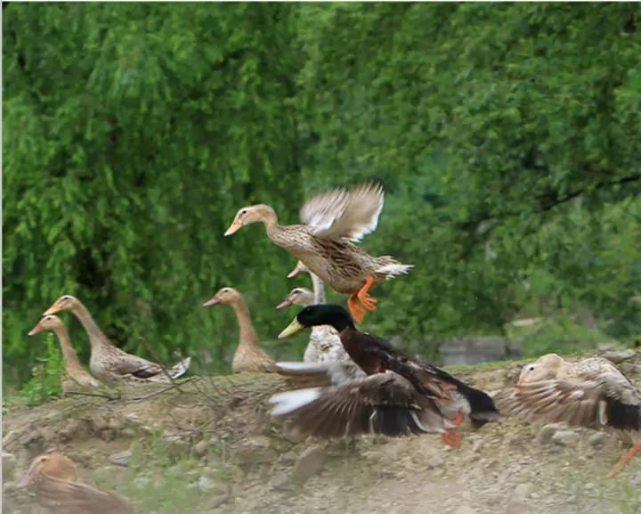 黔东南三穗正宗卤鸭630g省内包邮正宗三穗鸭