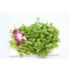 【新鲜】蔬菜 香菜 100g/每份 商品缩略图0