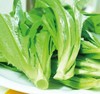 （新鲜）蔬菜 油麦菜500g/份 商品缩略图1