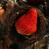 【草莓】 商品缩略图2