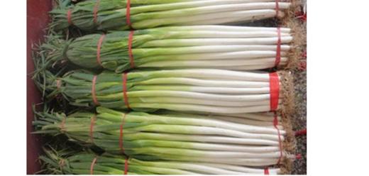 【新鲜】蔬菜大葱 约500g/份 商品图2