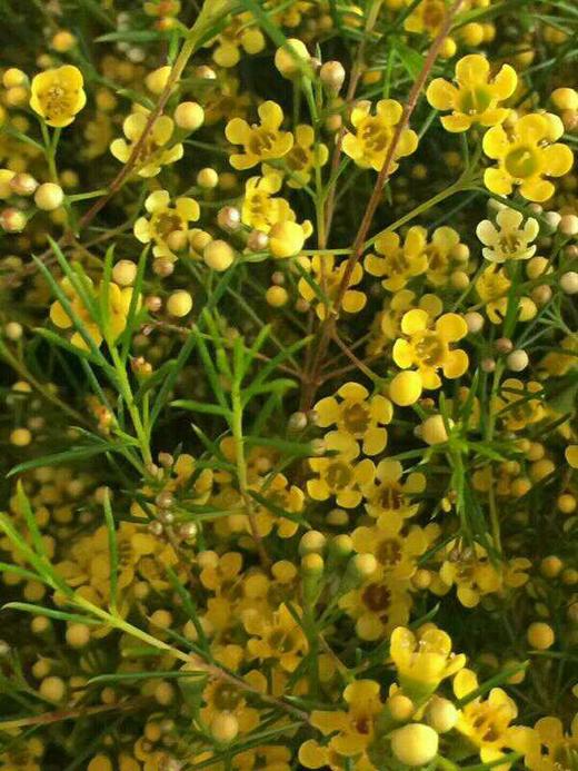 ＃杨月季＃蜡花——混装！ 20扎/件 商品图3