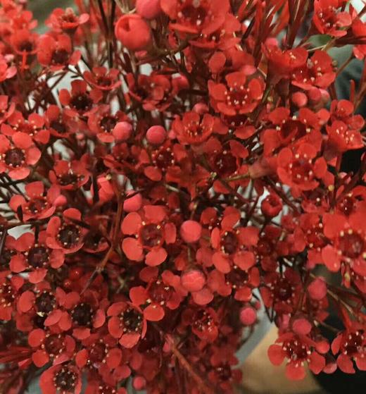 ＃杨月季＃蜡花——混装！ 20扎/件 商品图2