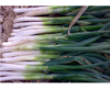 【新鲜】蔬菜大葱 约500g/份 商品缩略图1