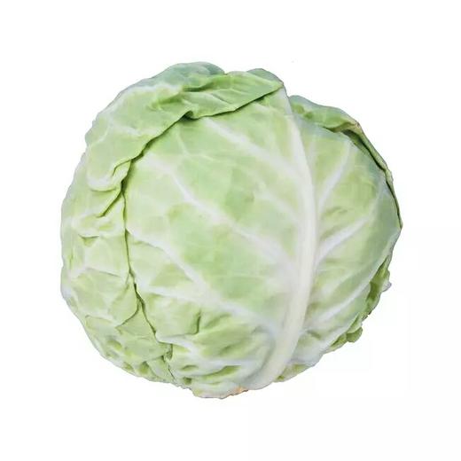 【新鲜】蔬菜　洋白菜　大头菜约1000g/个称重多退少补！！3元/斤】 商品图0