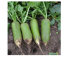 【新鲜】蔬菜（4元一斤）水果青萝卜约1000ｇ／份称重多退少补 商品缩略图1