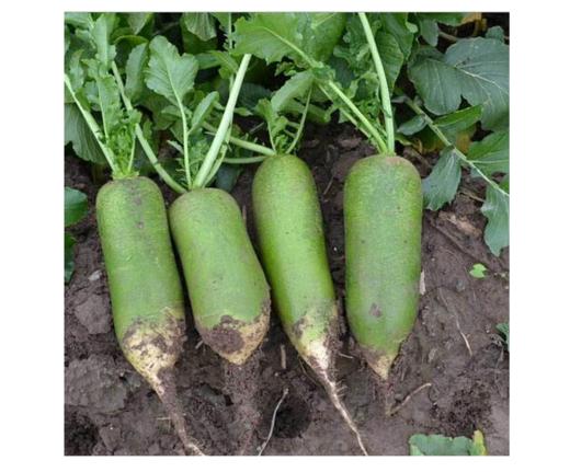 【新鲜】蔬菜（4元一斤）水果青萝卜约1000ｇ／份称重多退少补 商品图1