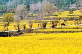 【云南】春季腾冲油菜花、丙中洛桃花、怒江大峡谷、滇西北古民居、少数民族风情11天摄影团