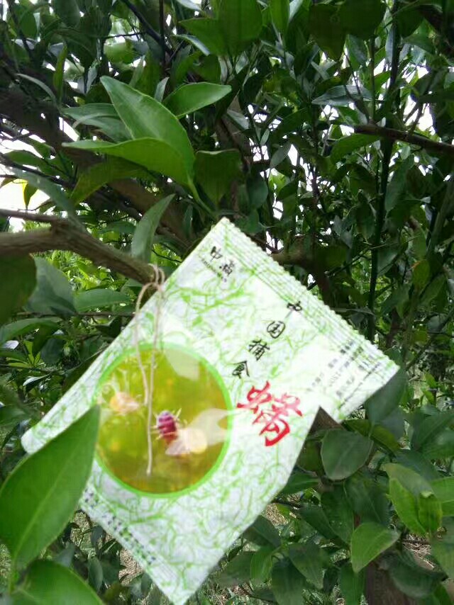 泉河琼浆碰柑自产自销有机肥种植完熟采收大甜味美风味浓郁绿色健康