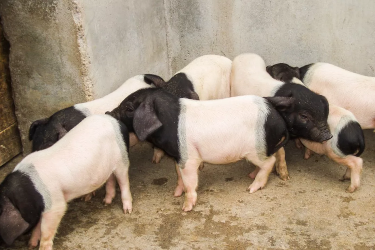 等一年享一年饱记金华两头乌整腿礼盒