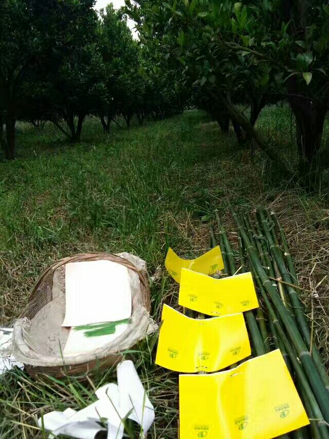 泉河琼浆碰柑自产自销有机肥种植完熟采收大甜味美风味浓郁绿色健康