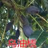 农家乌油榄每瓶约1.3斤 商品缩略图4