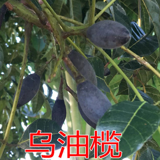 农家乌油榄每瓶约1.3斤 商品图4