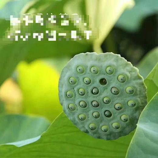 【新鲜西湖果莲 莲子】1.2斤礼盒装  产自杭州，鲜嫩多汁，滋味清新， 脆而不硬，带着丝丝的微甜。 商品图2