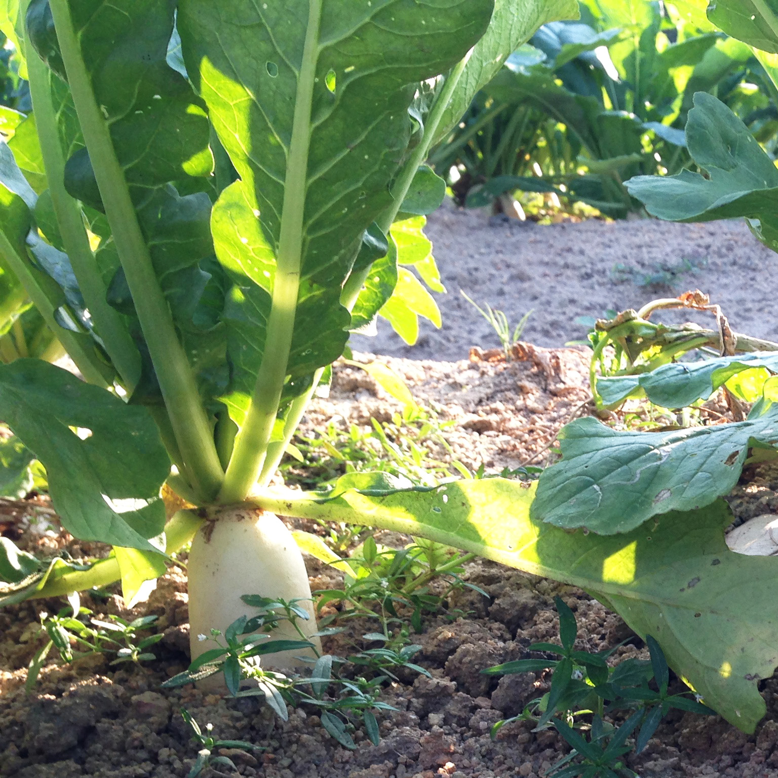 生态白萝卜（白皮，个小，清甜） | 绿家自产*ecological  white radish | Self-production