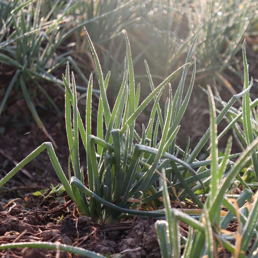 生态小葱 | 绿家自产*Ecological Shallot | Self-production 商品图1