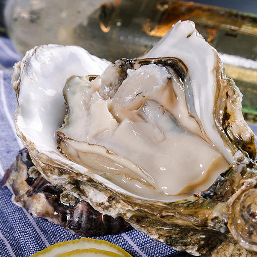 新西兰马尔伯勒生蚝8只装(鲜活)