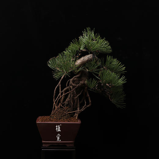 植觉孤品提根黑松中盆景