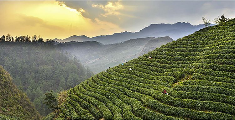 贵州高原红茶红宝石图片