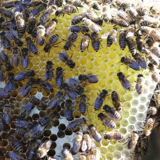 野坝子贡蜜 云南硬蜜 蜜中珍品 商品图8