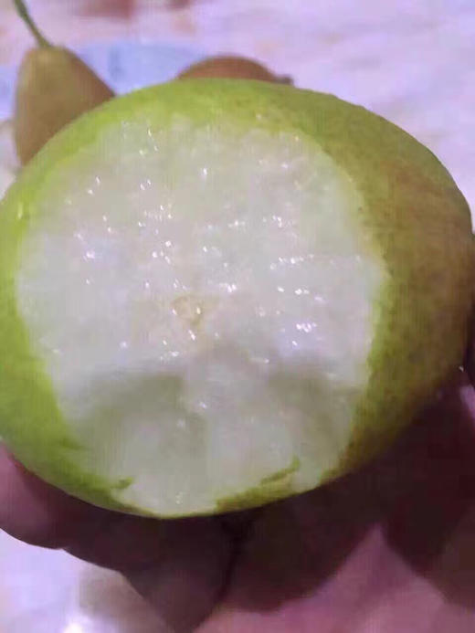 【新库尔勒香蜜梨】如清泉般甘洌，如蜂蜜般香甜，就是这个味！ 商品图1