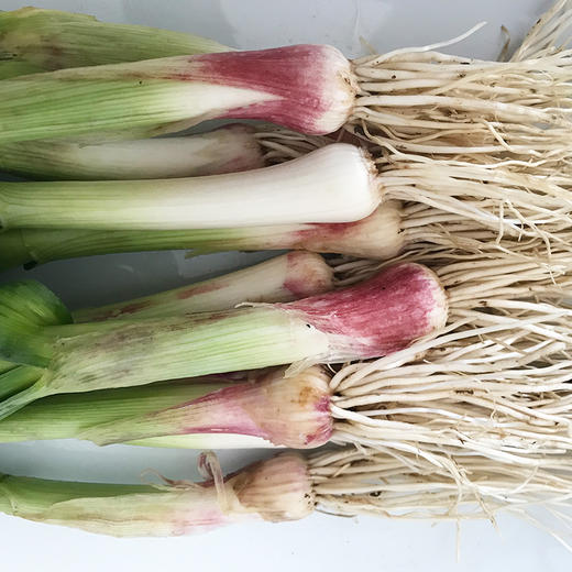 大蒜叶 商品图1