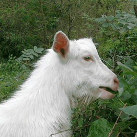 【外地（主城区外）订单链接，次日顺丰发货】生鲜肉类 郧西马头山羊腿 整腿8斤/10斤