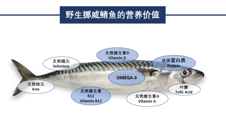 挪威原产野生鲭鱼 青花鱼全鱼900g 袋