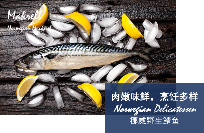 挪威原产野生鲭鱼 青花鱼全鱼900g 袋