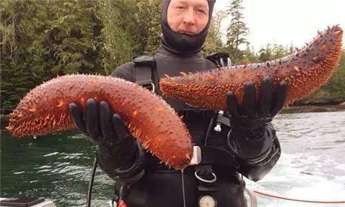 野生加拿大盐渍红海参500克